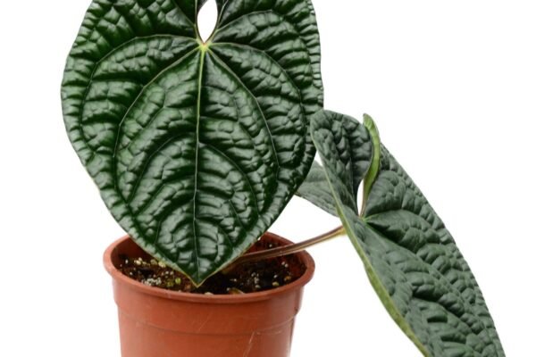 Anthurium Luxurians plant with large, glossy, quilted green leaves.