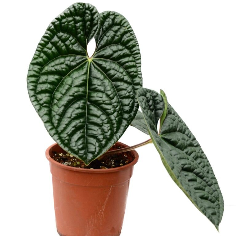 Anthurium Luxurians plant with large, glossy, quilted green leaves.